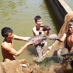Triển vọng nuôi thuần hóa cá quý ở Tây nguyên
